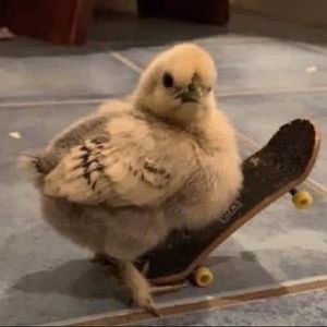 Meet your Posher, Kell